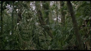 Where's the Predator? / Où est le Predator ? Where's the Predator? / Où est le Predator ?