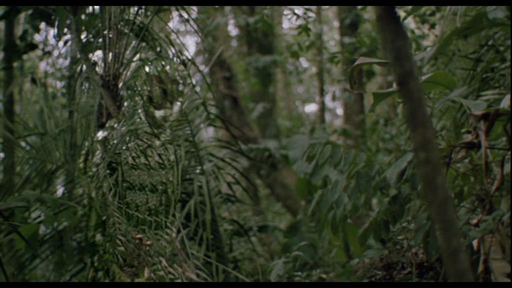 Where's the Predator? / Où est le Predator ?